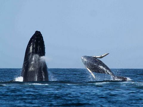 Tour Whale watching in Punta Sal 